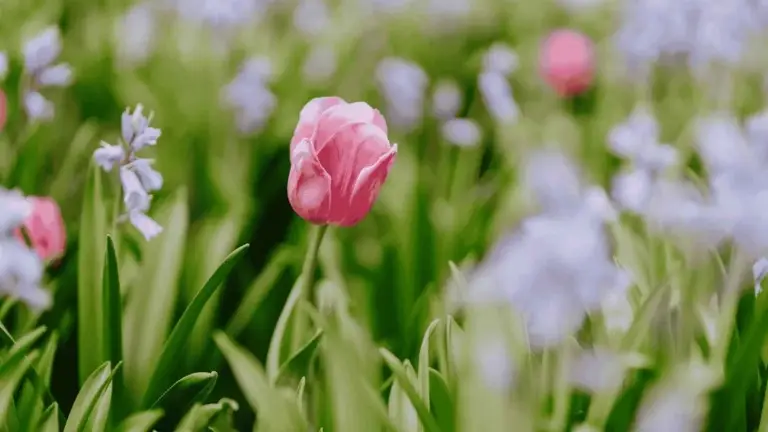 Event artwork: Tulip Time Flower Festival 2026 — Corbett Gardens — Bowral — 26 September 2026