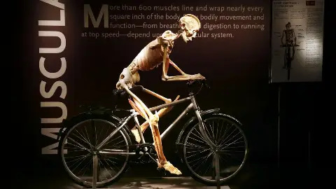 Bodies, the Exhibition