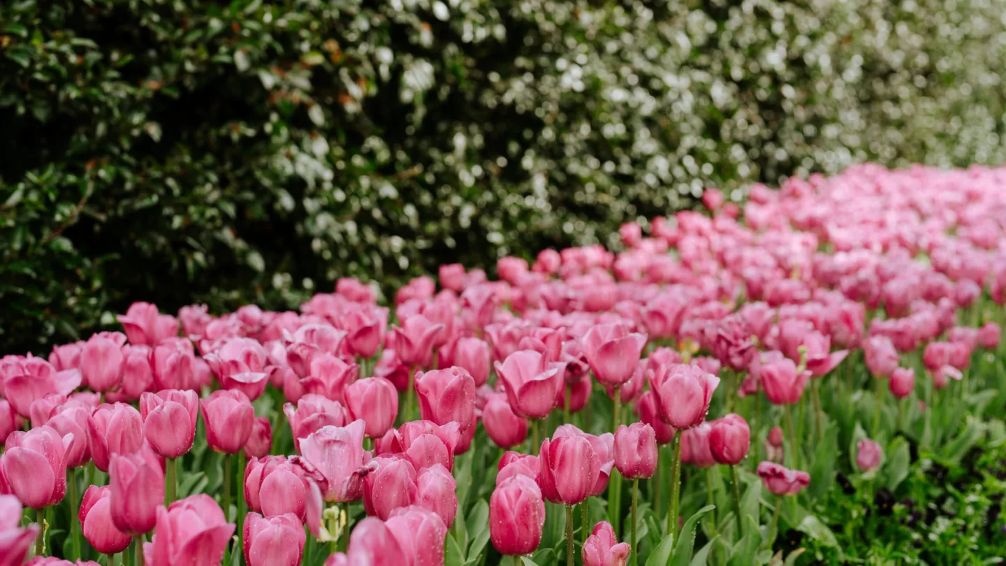 Corbett Gardens
